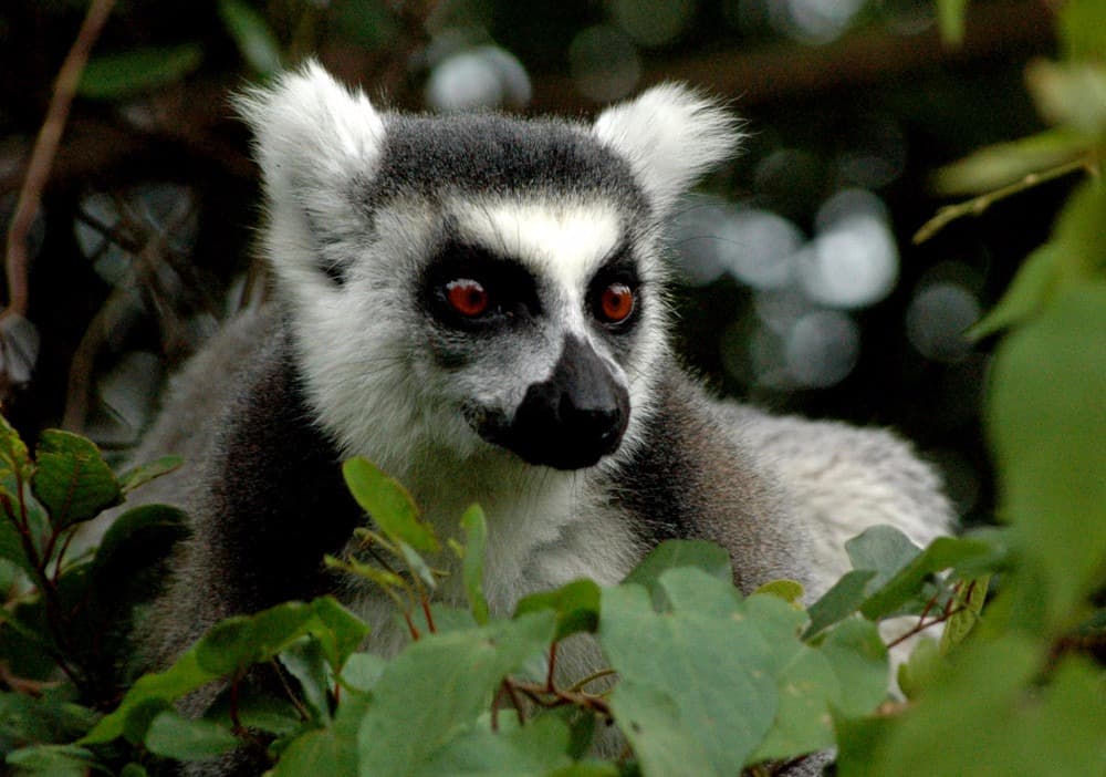Anja Village Reserve